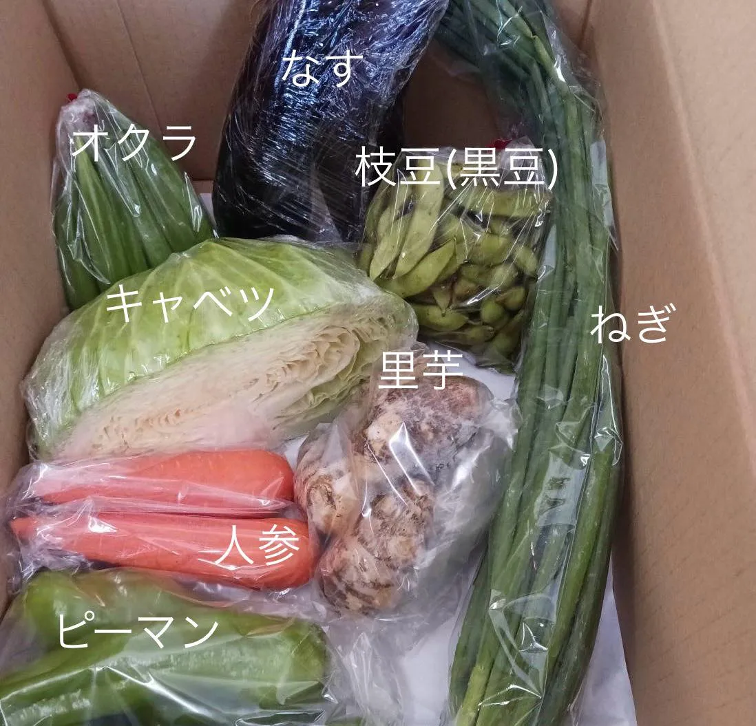 今週の野菜パックが届きましたよ!