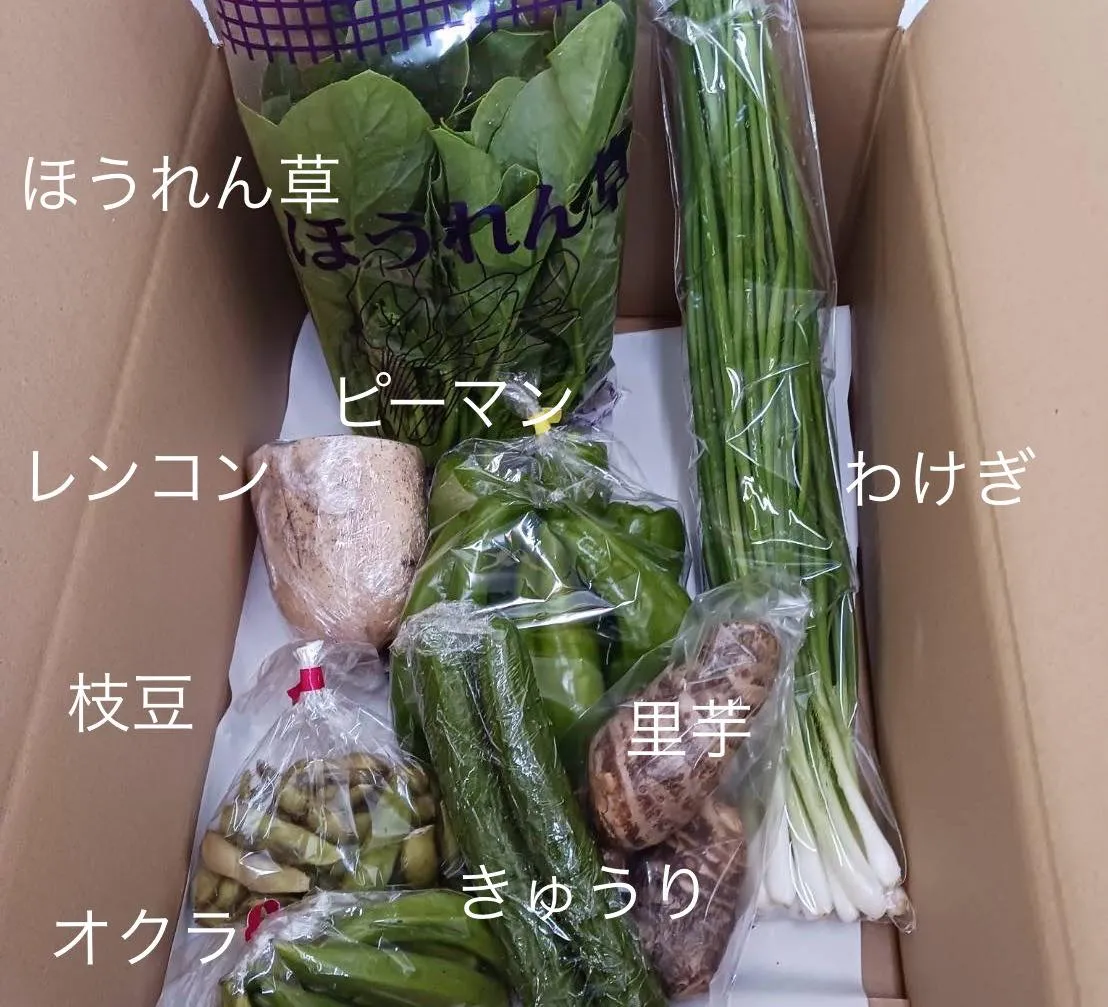 こんにちは、皆さん!今週もお待ちかね、おまかせ愛菜連の野菜パ...